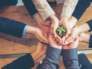 Hender som tar rundt en plante