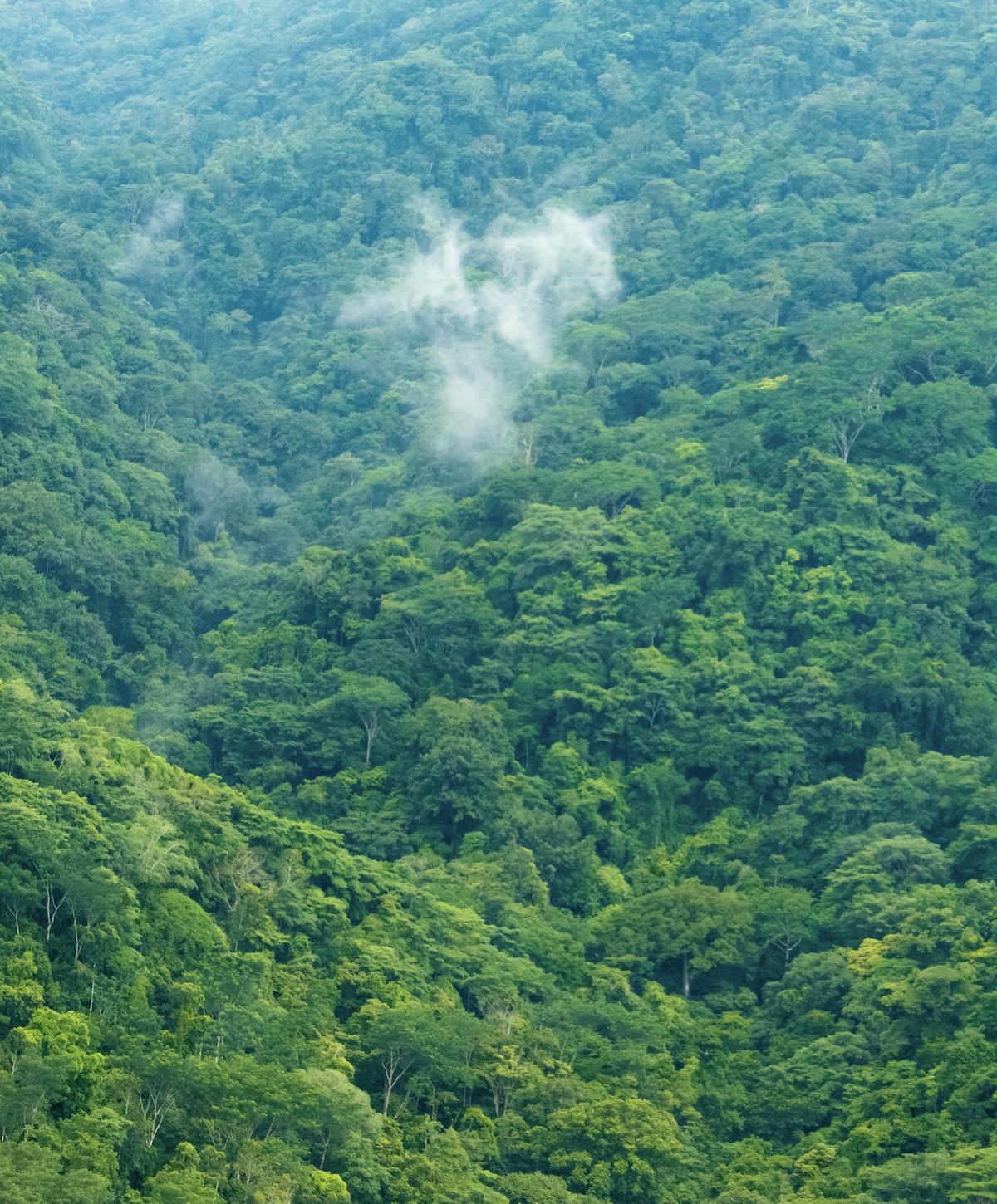Et bilde av en bærekraftig skog: "Bærekraftig skog" | Coor