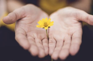 Åpne hender som holder en smørblomst