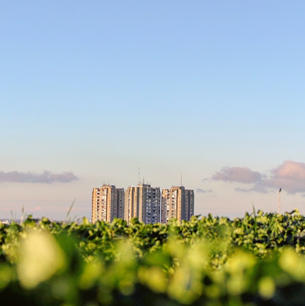 Tre boligblokker i horisonten bak et hav av grønne vekster | For en bærekraftig fremtid | Coor
